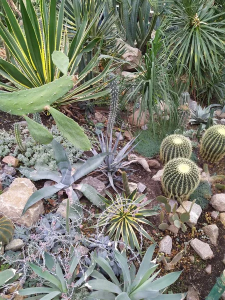 Raccolta di piante grasse con spine, cactacee, cactus e piante grasse — Foto Stock