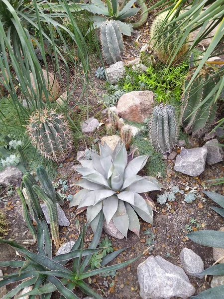Succulente cactus nel giardino botanico del deserto. Cactus succulente per la decorazione. Succulente di cactus in una seminatrice. Primo piano della pianta succulenta del cactus . — Foto Stock