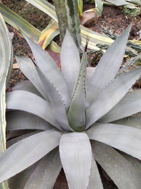 Yukka taşların üzerinde yetişir doğal botanik tasarımı