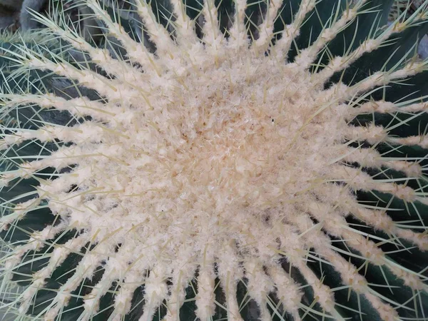 Cactus familie - grote ronde stekelige cactus met twee baby cactussen, botanische tuin — Stockfoto