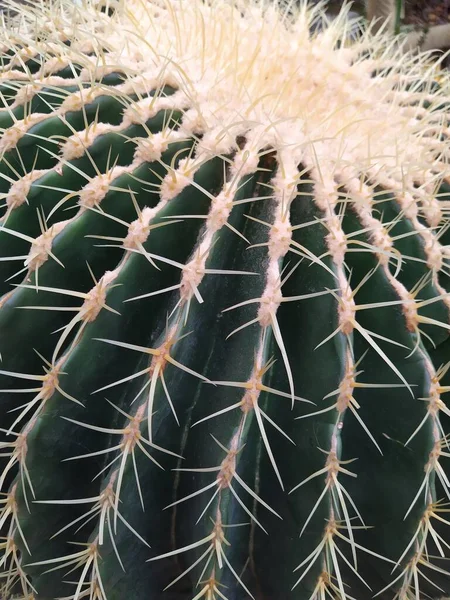 Cactus family - big round prickly cactus with two baby cacti, botanical garden — Stock Photo, Image