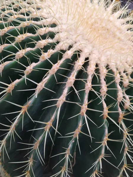 Cactus family - big round prickly cactus with two baby cacti, botanical garden — Stock Photo, Image