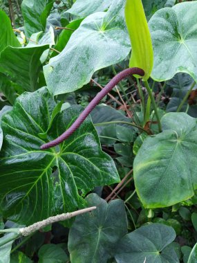 Bahçede Anthurium ya da flamingo çiçekleri açıyor. Anthurium yeşil kalp şeklinde bir çiçektir..