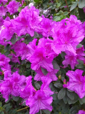 Bahar çiçekleri, açelyalar. Baharın başlangıcını simgeleyen Azalea çiçekleri. Çiçekler botanik bahçesi