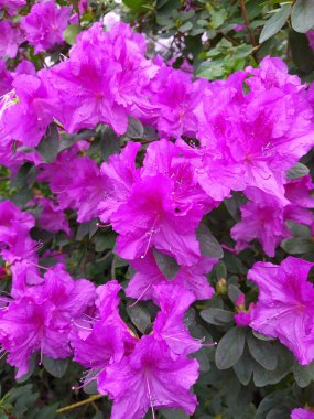 Bahar çiçekleri, açelyalar. Baharın başlangıcını simgeleyen Azalea çiçekleri. Çiçekler botanik bahçesi