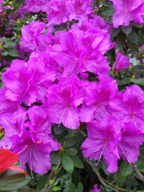 Rododendron leylak çiçekleri çiçek açar.