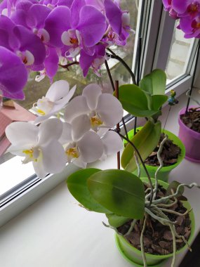 Renkli pembe ve beyaz orkide çiçekleri evdeki pencerede çiçek açıyor. Ukrayna
