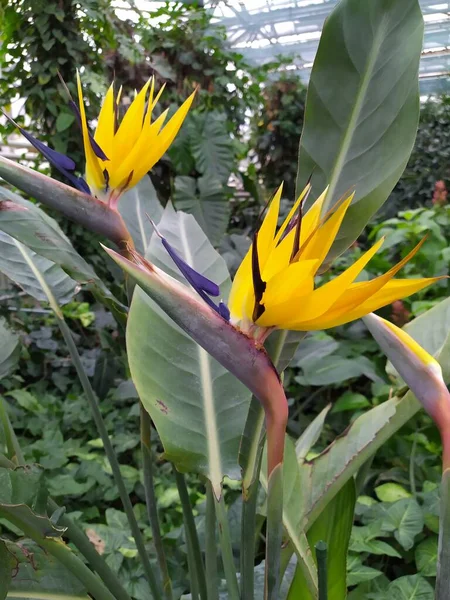 Vacker fågel paradiset blomma gul Strelitzia reginae isolerad i grön bakgrund, — Stockfoto