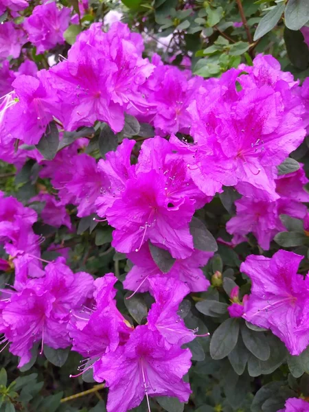 Tavaszi virágok, tele azáleákkal. Azálea virágok jelzik a tavasz kezdetét. Virágos botanikus kert — Stock Fotó