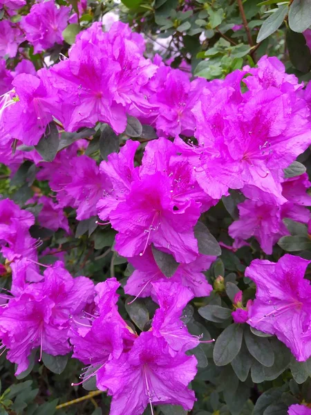 Vårblommor, full blom av azaleor. Azalea blommor för att markera början av våren. Blommor botanisk trädgård — Stockfoto