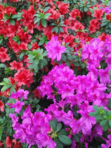 В ботаническом саду Киева цветут красивые ярко-красные азалии, фиолетовые цветы. - Да. Ботаническая открытка. — стоковое фото