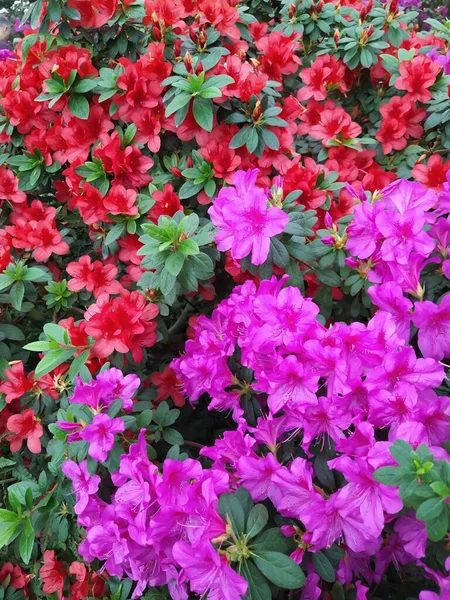 Vackra levande azalea röd, lila blomma träd blommar i den botaniska trädgården, i Kiev. . Botaniskt gratulationskort. — Stockfoto