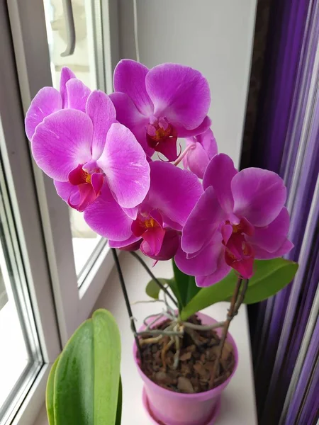 Fioritura rosa variopinta del fiore del Orchid sulla finestra in casa . — Foto Stock