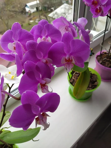 Flor púrpura colorida de la orquídea que florece en la ventana en casa . — Foto de Stock