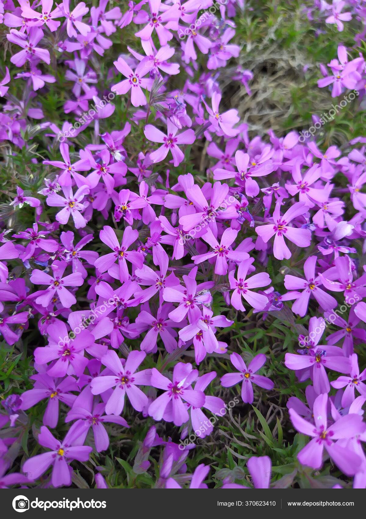 Phlox subulata creeping phlox, moss phlox, moss pink, or mountain phlox flowers background. Many