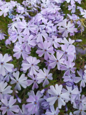 Zümrüt mavisi sürünen Phlox - Bahçede mor çiçekler