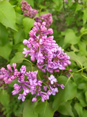 Leylak çiçek açar. Güzel bir demet leylak yakın plan. Leylak Çiçeği. Leylak Çalı Çiçeği. Bahçedeki leylak çiçekleri.