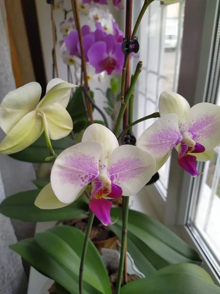 Collection d'orchidées phalaenopsis sur la fenêtre Ukraine — Photo