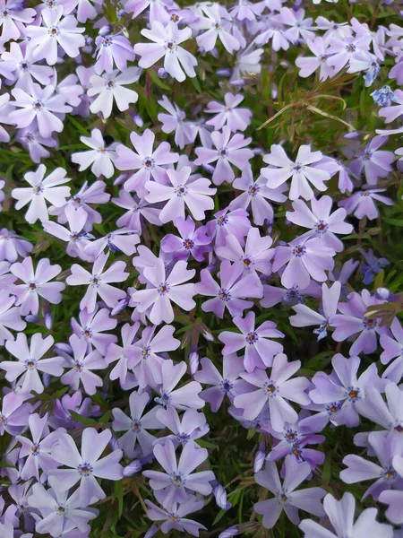 Цветы Phlox subulata цветут в саду — стоковое фото