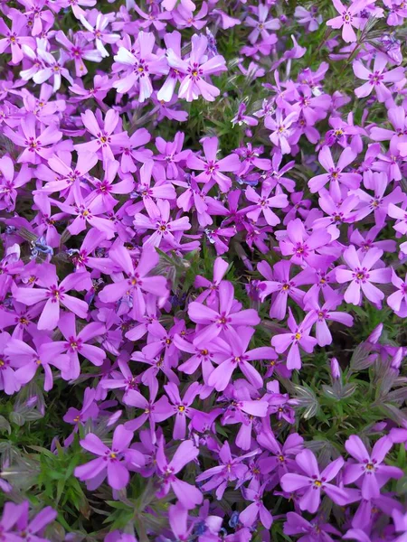 Phlox subulata krypande flox, mossa flox, mossa rosa, eller berg flox blommor bakgrund. Många små lila blommor för bakgrund, ovanifrån. — Stockfoto