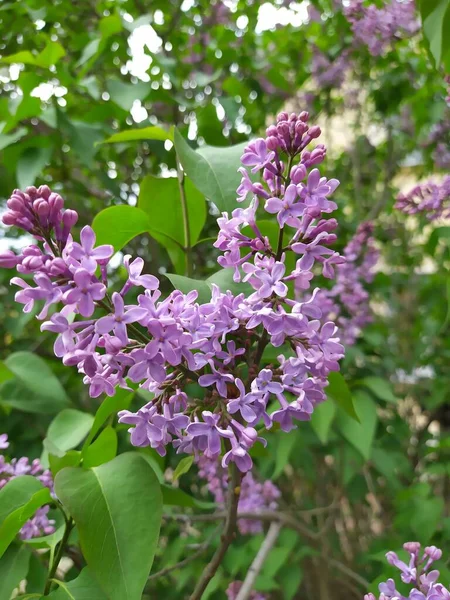 丁香盛开。一群漂亮的紫丁香特写丁香花。丁香布什花。花园里的丁香花. — 图库照片