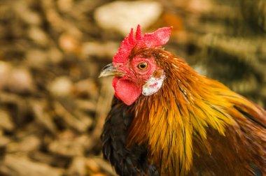 Güzel özgür erkek horoz tarlada