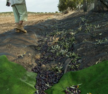 Geleneksel yollarla zeytin toplayan adam, Endülüs..