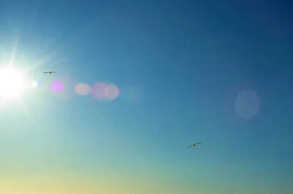 Две Чайки Летят Солнечном Небе — стоковое фото