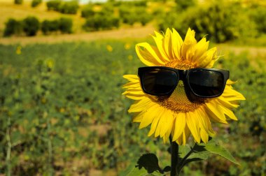 Gün batımında tarladaki bir insan gibi güneş gözlüklü güzel bir ayçiçeği. Güneş ışınlarıyla kaplanmış çiçeğe yakın çekim.