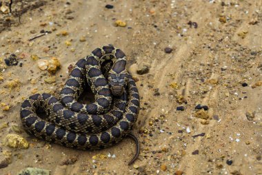 Young horseshoe whip snake screwed with vibrant colors. Beautiful wild animal found in field of Seville, Andalusia. Reptile in defensive position. clipart