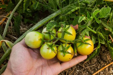 Bitkinin üzerinde olgunlaşan bir sürü vişneli domates. Ekolojik çiftçiliğin küçük yeşil domatesleri. Bir çiftçinin tarlada tuttuğu organik sebzeler..