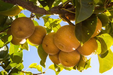 Ağaçta yetişen bir sürü Pyrus pirifolisi ya da Nashi olan bir dal. Doğu Asya 'ya özgü nadir bir armut türüdür. Gün batımında güneş ışığı olan açık hava sahnesi.
