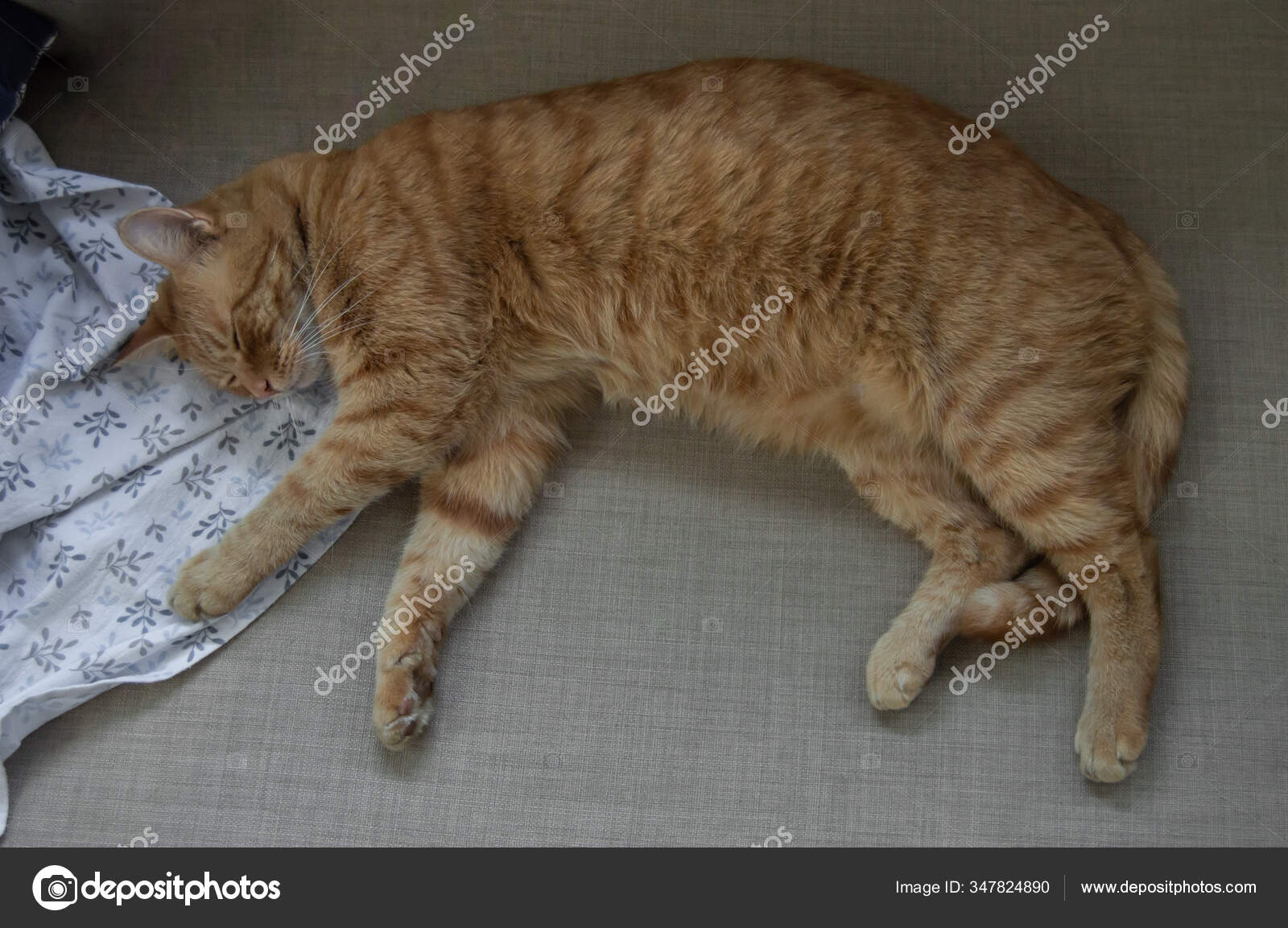 Beau Chat Roux Qui Dort Paisiblement Gros Chat Tabby Reposant Image Libre De Droit Par Kemedo C Beau Chat Roux Qui Dort Paisiblement Gros Chat Tabby Reposant Image Libre De Droit Par Kemedo C