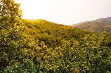 Landscape of Valley of Jerte in Extremadura, Spain. Views of the beautiful mountains full of vegetation during a sunny day with a lot of sunlight. clipart