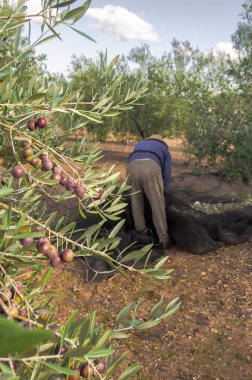 Hasır şapkalı ve iş kıyafetleriyle tarlada zeytin toplayan çiftçi. Endülüs, İspanya 'da güneşli bir günde geleneksel olarak zeytin toplayan bir adam..