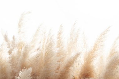 Rüzgarda hareket eden yumuşak bitkilerin soyut doğal arkaplanı (Cortaderia selloana). Tüy tozu benzeri bitkilerin parlak ve berrak manzarası.