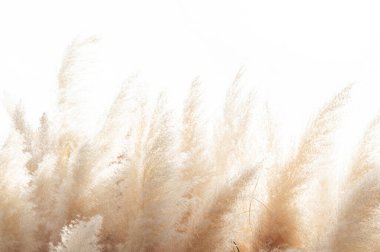 Abstract natural background of soft plants (Cortaderia selloana) moving in the wind. Bright and clear scene of plants similar to feather dusters. clipart