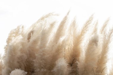 Rüzgarda hareket eden yumuşak bitkilerin soyut doğal arkaplanı (Cortaderia selloana). Tüy tozu benzeri bitkilerin parlak ve berrak manzarası.