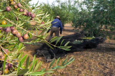 Hasır şapkalı ve iş kıyafetleriyle tarlada zeytin toplayan çiftçi. Endülüs, İspanya 'da güneşli bir günde geleneksel olarak zeytin toplayan bir adam..