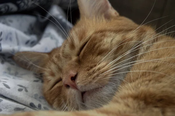 Primer Plano Retrato Hermoso Gato Pelirrojo Durmiendo Tranquilamente Gato Tabby — Foto de Stock