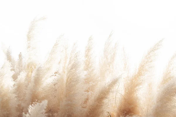 Rüzgarda hareket eden yumuşak bitkilerin soyut doğal arkaplanı (Cortaderia selloana). Tüy tozu benzeri bitkilerin parlak ve berrak manzarası.