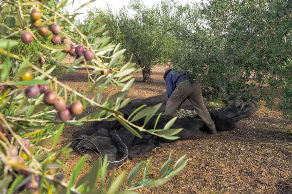 Farmer with straw hat and work clothes collecting olives in the field. Man picking olives in a traditional way in Andalusia, Spain during a sunny day.