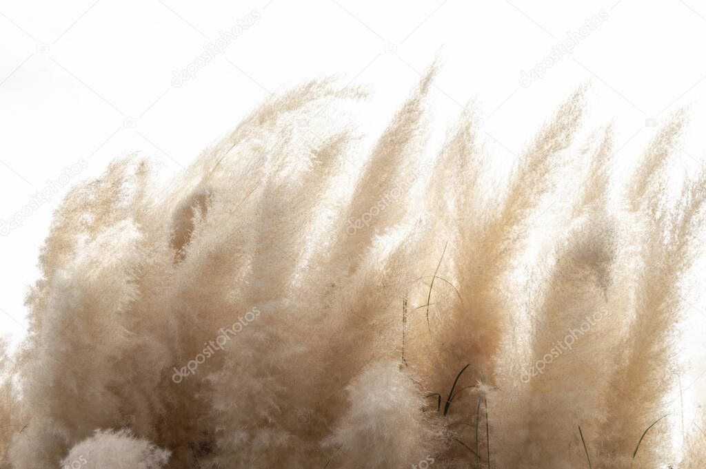 Abstract natural background of soft plants (Cortaderia selloana) moving in the wind. Bright and clear scene of plants similar to feather dusters.