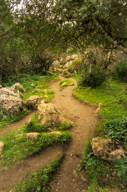 Ormanda güzel kayalık bir patika. Bir sürü vahşi bitki var. İspanya, Malaga 'daki El Torcal de Antequera' nın ücra ve yalnız ormanında sihirli ışıklar..