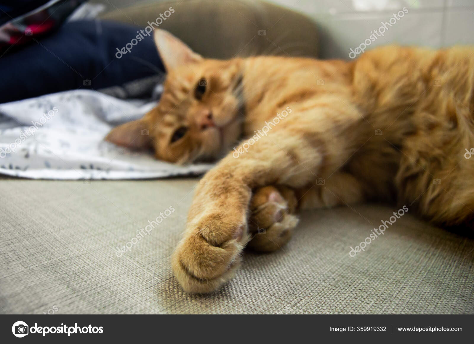 Portrait Beau Chat Roux Reposant Paisiblement Dans Canape Tout Regardant Image Libre De Droit Par Kemedo C Portrait Beau Chat Roux Reposant Paisiblement Dans Canape Tout Regardant Image Libre De Droit Par Kemedo C