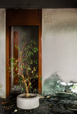 Hayatta kalma konsepti. Terk edilmiş ve yıkılmış eski bir binada tek başına hayatta kalan bir bitki. Kentsel Keşif.