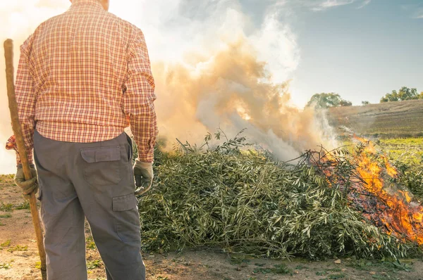 Farmer Burning Branches Pruning Olive Trees Man Work Clothes Observing Stock Photo