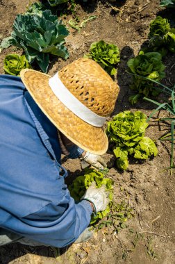 Çömelmiş bir çiftçi marulu beyaza bağlıyor ve iç kalitesini arttırıyor. Hasır şapkalı ve eldivenli bir adam ekolojik bahçede çalışıyor..