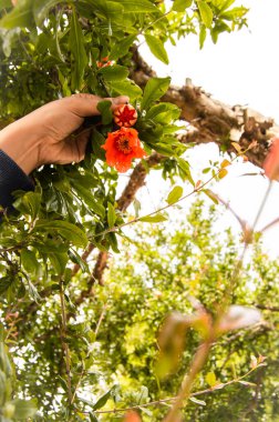 Meyve olmadan önce olgunlaşan nar ağacından elde tutulan çiçekler. Meyve yetiştirmenin farklı aşamaları. Ağaç yapraklarıyla parlak arkaplan.