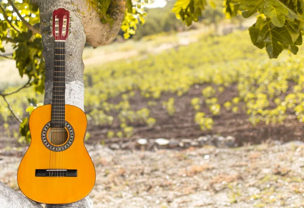 Kytara Stromě Rozmazaným Přírodním Pozadím Louky Plné Rostlin Flamenco Nebo — Stock fotografie